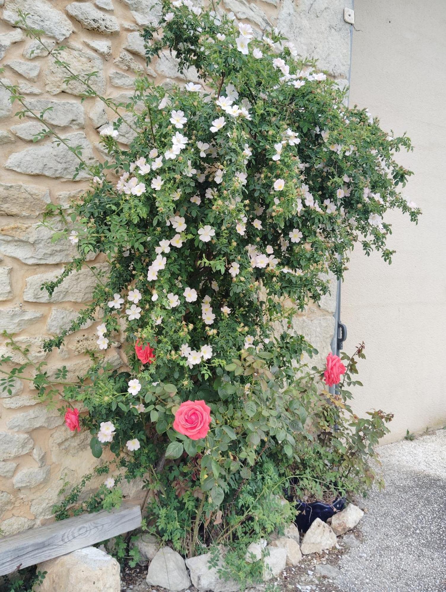 Gite L'Edenwine Doulezon Exterior foto